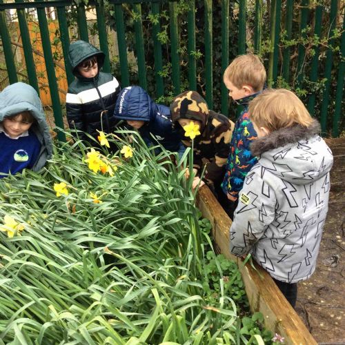 We found lots of daffodils!