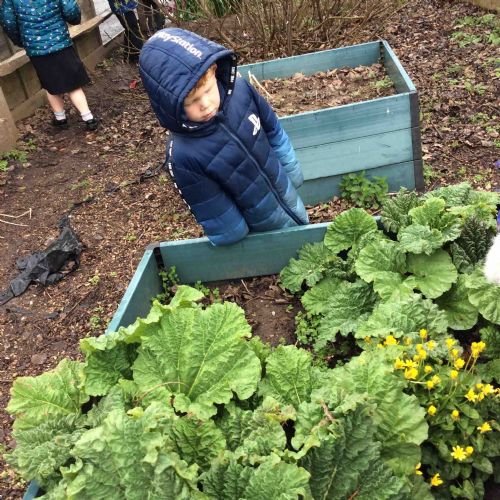 The rhubarb is growing!