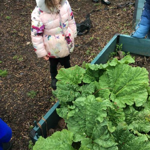 The leaves are very big!