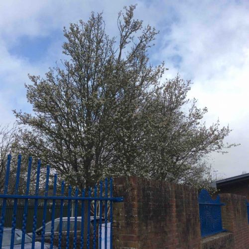 Blossom tree