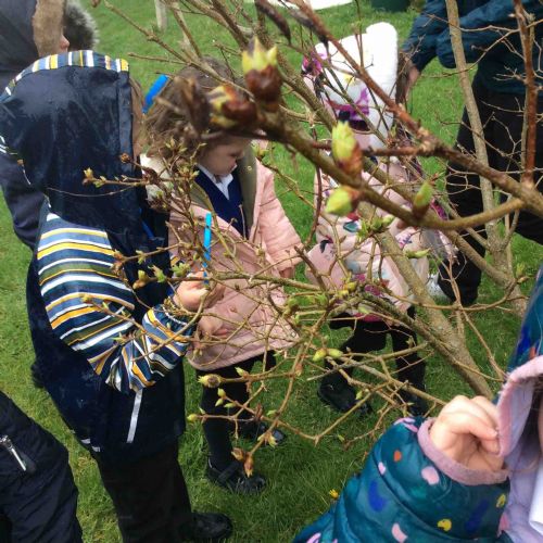 We found buds on the branches