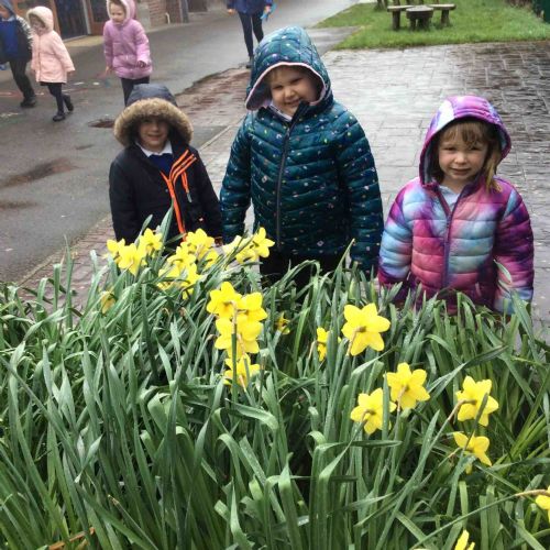 Rain helps the daffodils to grow!